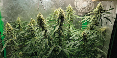 Gorilla Glue &ndash; kilka sł&oacute;w o tej arcyciekawej hybrydzie