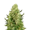 Critical
