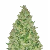AK47
